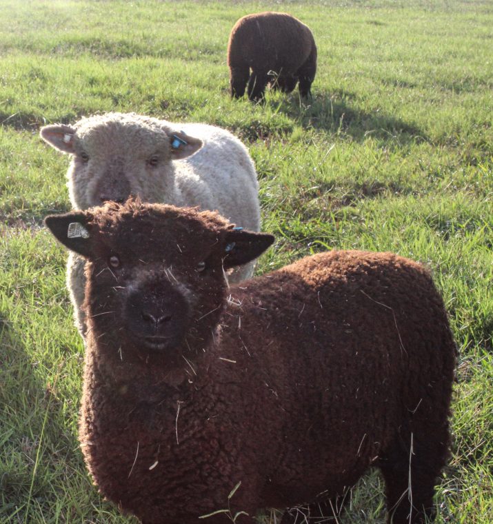 Sheep - Black Sheep Meadows Soutdown sheep for TX