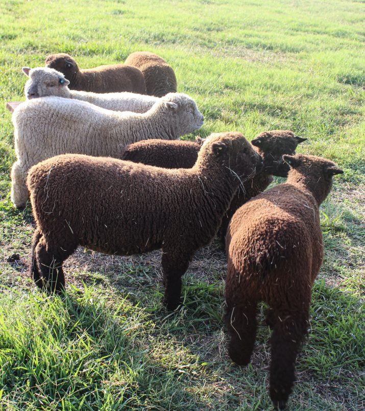 sheep or for sale TX - Black Sheep Meadows -